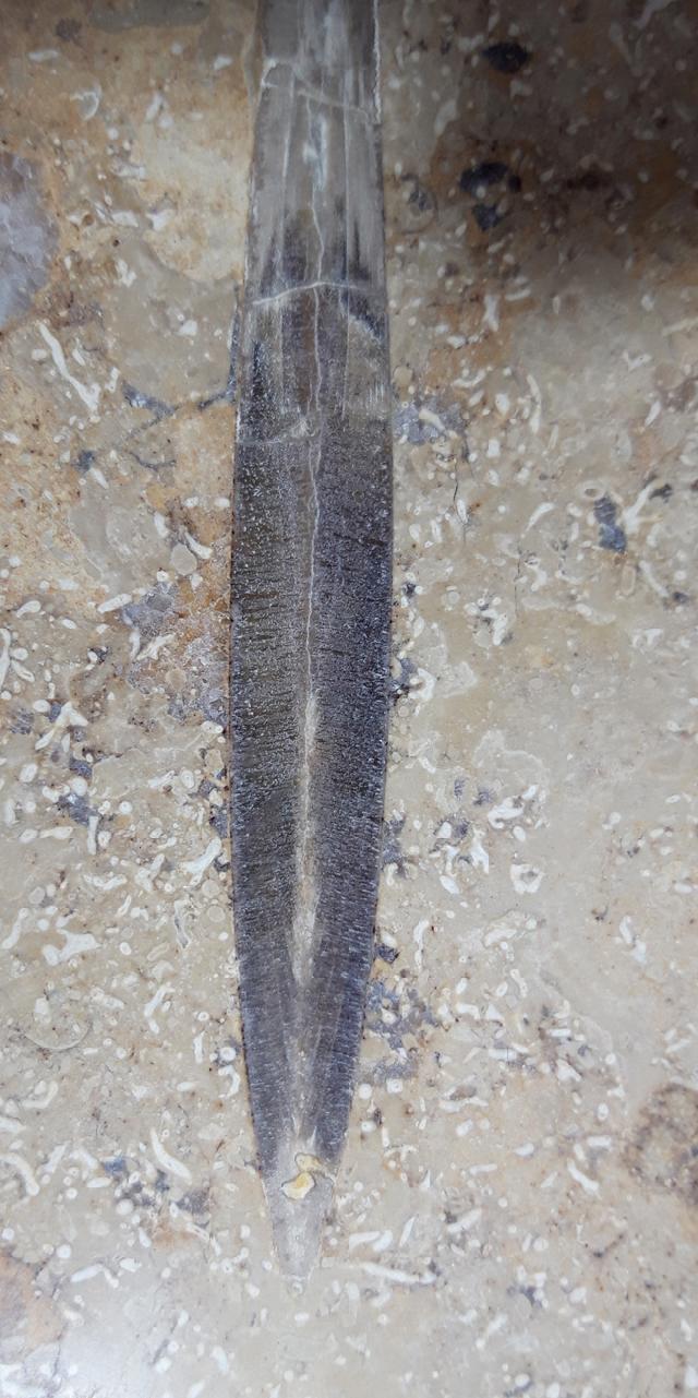 Hibolithes sp. (MONTFORT 1808) - Bild &copy; FossNet FossilienStore